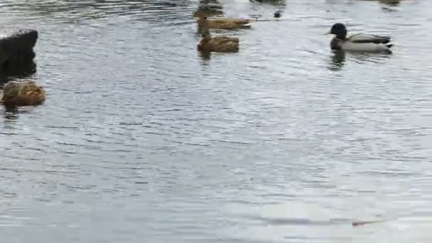 冬の湖で野生のアヒルのグループが泳ぐ 冬には湖でアヒルが泳ぎ 暖かい国に飛ぶ準備をしているアヒルの群れ そして野生のアヒルは暖かい池で冬を過ごす 高品質4K — ストック動画