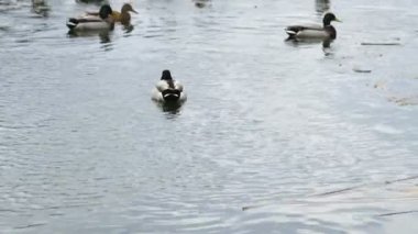 A group of wild ducks swims in a winter lake. Ducks swim on the lake in winter, a flock of ducks prepares to fly to warm countries, and wild ducks spend the winter on a warm pond. High quality 4k
