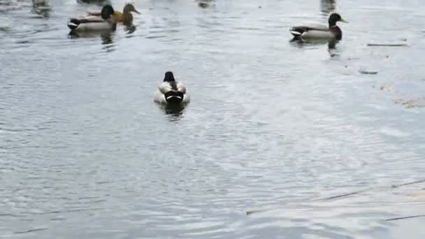 Group Wild Ducks Swims Winter Lake Ducks Swim Lake Winter — Vídeo de Stock