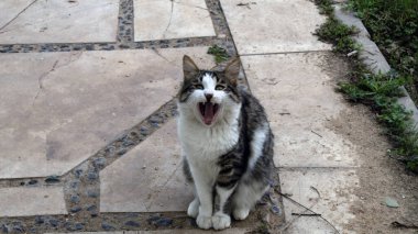 Bahçede esneyen kedi