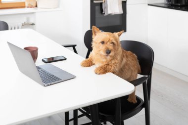 Mutfakta dizüstü bilgisayarda çalışan şirin bir köpek. Faydalı evcil hayvan konsepti