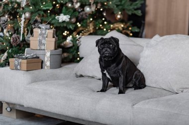 Noel ağacının yanındaki kanepede duran ve bayramı kutlayan sevimli köpek pudingi.