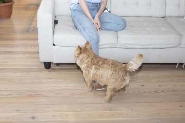 Kanepeye yakın oturan sevimli, neşeli köpeğin üst görüntüsü.