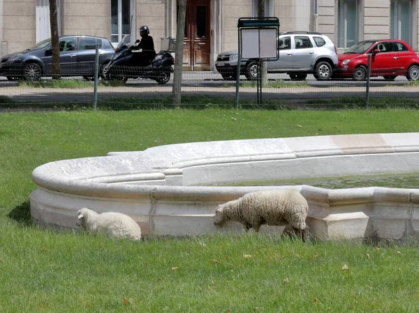 Pecore Pascolano Sull Erba Nel Centro Parigi Concetto Fauna Selvatica — Foto Stock