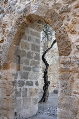 Portekiz, Lizbon 'daki Aziz George Kalesi' nin (Castelo De Sao Jorge) bahçesinde bir ağaç