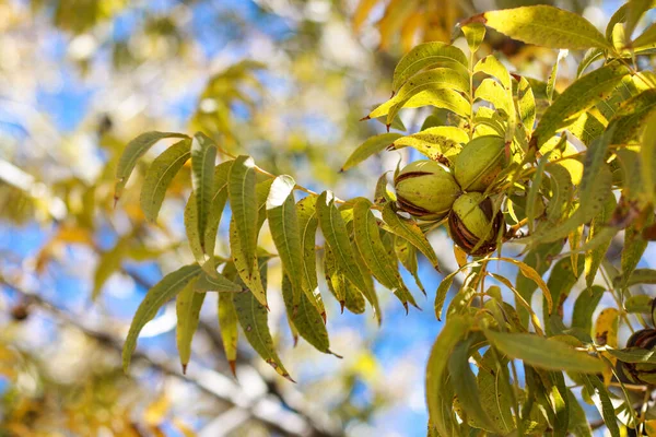 stock image close up of pecan nuts inside husk and fall leafs in background . High quality photo