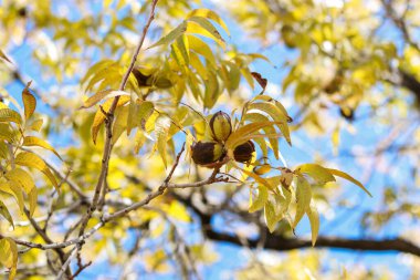 Kabuğun içindeki cevizleri kapat ve arka plandaki yaprakları düşür. Yüksek kalite fotoğraf