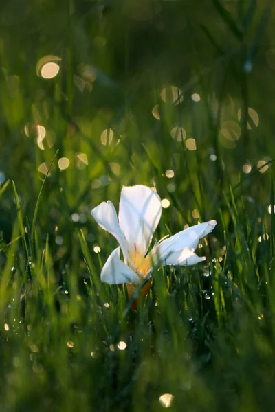Close White Flower Grass Raindrops High Quality Photo 스톡 사진