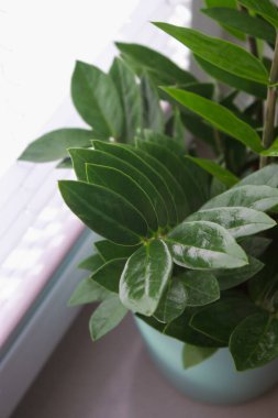 Gündüz vakti Zamioculcas bitkisini pencere pervazında bir tencereye kapatın. Yüksek kalite fotoğraf