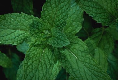 close up of mint leaves, dark blurred background . High quality photo