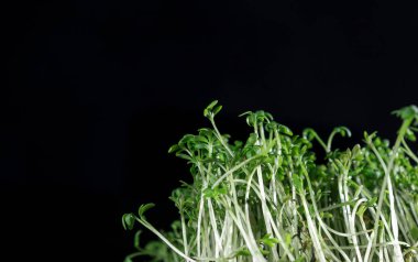 close up of green fresh cress sprouts, black background with copy space. Homegrown organic micro greens