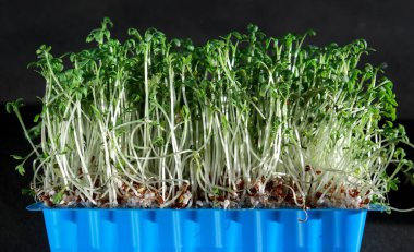 close up of green fresh cress sprouts in a blue plastic box, black background . Homegrown organic micro greens