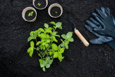 peat pots with sprouts and basil plant on soil texture background, with copy space. Spring garden work concept.