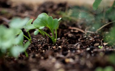 close up of small sprouts in soil growing in the garden, spring time agriculture, blurred background . 
