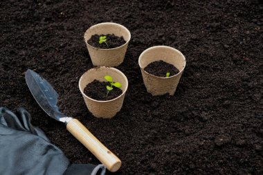 gardening tools and pots with green sprouts on fertile soil texture background, with copy space. Spring garden work concept.