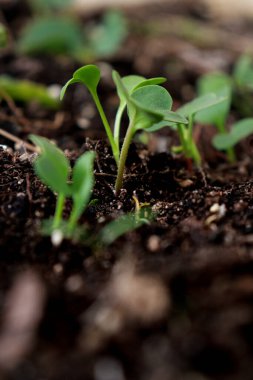 close up of small sprouts in soil growing in the garden, spring time agriculture, blurred background . 