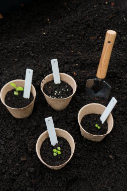 spring gardening, peat pots wit sprouts and scapula tool on texture soil background. Gardening and horticulture concept.