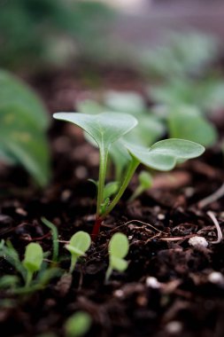 close up of small sprouts of reddish in soil growing in the garden, spring time agriculture, blurred background . 