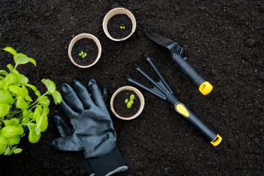 gardening tools and pots with green sprouts on fertile soil texture background, with copy space. Spring garden work concept.