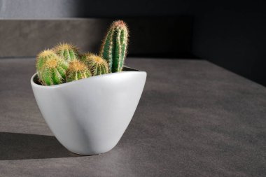 close up of green cactus plant in a grey pot on marble table 