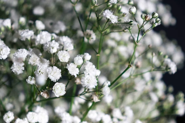 Beautiful Small White Gypsophila Flowers Dark Background Copy Space — Stock Photo, Image