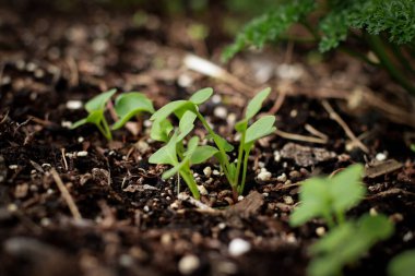 close up of small sprouts in soil growing in the garden, spring time agriculture, blurred background . 