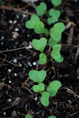 close up of small sprouts of reddish in soil growing in the garden, spring time agriculture, blurred background . 