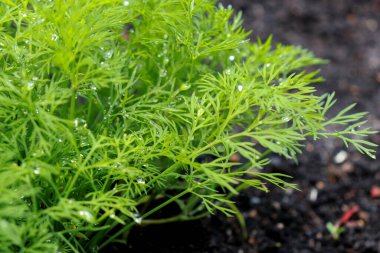 Bahçede yetişen taze dereotu bitkisinin fotokopi alanı var. Organik ev bahçe işleri.