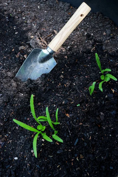 带花园铲子的土壤中的菠菜幼体的上部视图 复制空间 — 图库照片