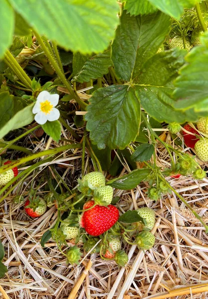 Fresh Strawberries Growing Field Sunny Day Outdoors Organic Plantation Concept — Stock Photo, Image