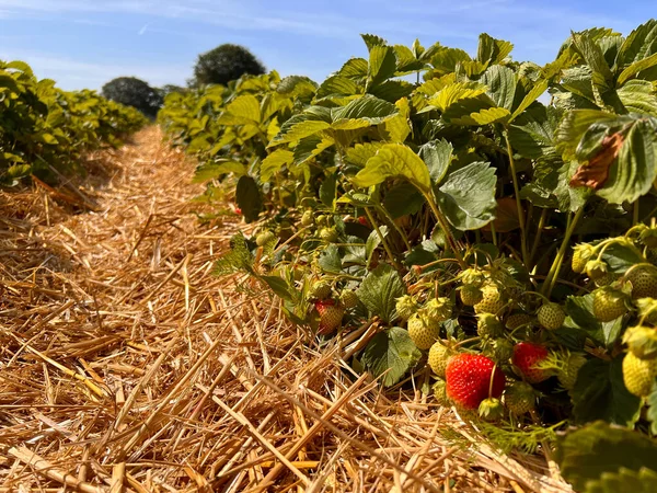 Fresh Strawberries Growing Field Sunny Day Outdoors Organic Plantation Concept Stock Image