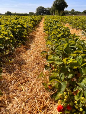 Tarlada yetişen taze çilekler, açık havada güneşli bir gün. Organik tarım konsepti.