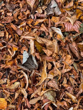 Sarı altın sonbahar yaprakları doğal arkaplan