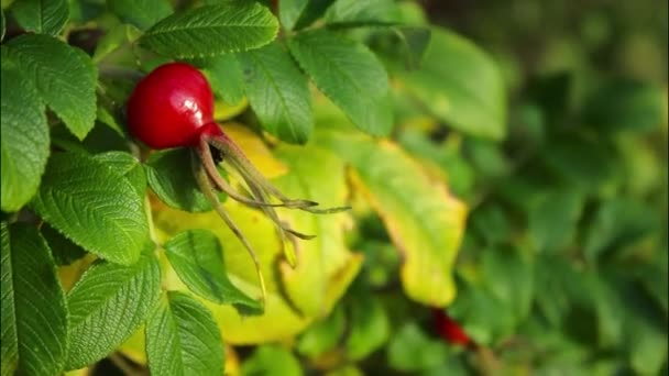 Gros Plan Buisson Cynorrhodons Aux Fruits Mûrs Rouges Fond Feuilles — Video