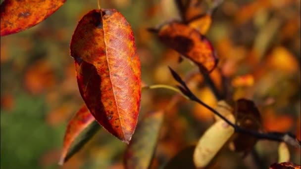 Χρυσά Φθινοπωρινά Φύλλα Ένα Δέντρο Φυσικό Φόντο — Αρχείο Βίντεο