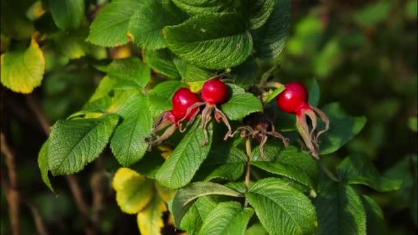Close Rosehips Bush Red Ripe Fruit Green Leaves Background — Stock Video