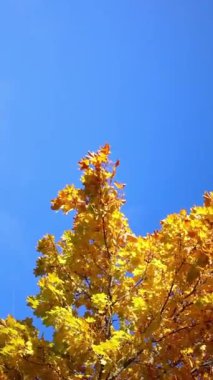 Arka planda mavi gökyüzü olan bir ağaçta altın sonbahar yaprakları