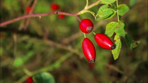 Close Rosehips Bush Red Ripe Fruit Green Leaves Background — Stock Video