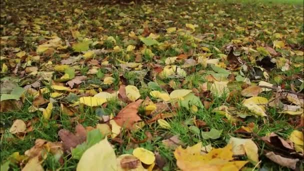 Upadłe Żółte Liście Jesieni Ziemi Zieloną Trawą — Wideo stockowe