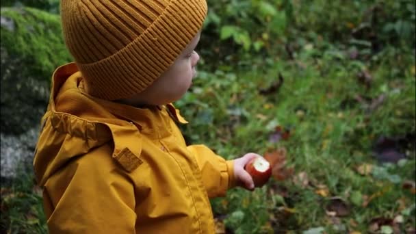 Zbliżenie Górę Słodkie Dziecko Chłopiec Jedzenie Dojrzałe Dzikie Jabłko Gospodarstwo — Wideo stockowe