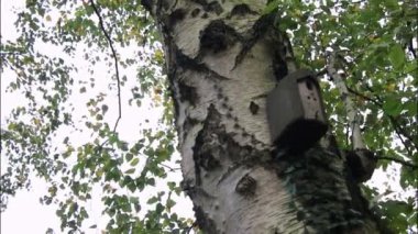 Huş ağacındaki kuş evinin kapağı, sarı sonbahar yapraklarıyla bulanık arka plan.