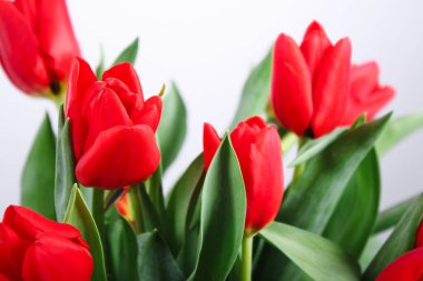 Kırmızı lale çiçeklerini kapat, bulanık beyaz arkaplan. 