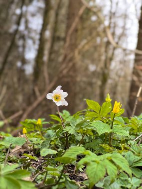 Ormanda yeşil yapraklı beyaz bahar çiçekleri, bulanık arkaplan