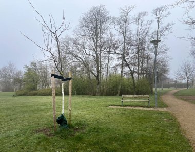 Genç ağaç, Almanya 'da baharda büyümek için çitlerle birlikte parka dikildi. 