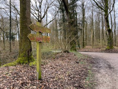 Marienhoelzung Ormanı bahar zamanı Flensburg 'da, Almanya' nın kuzeyinde.