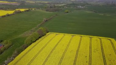 Mayıs 'ta, Almanya' nın kırsal bölgelerinde, kolza tarlasının insansız hava aracı görüntüleri.