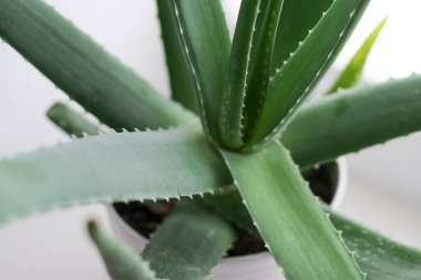 Beyaz tenceredeki aloe vera bitkisinin üst görüntüsünü kapat