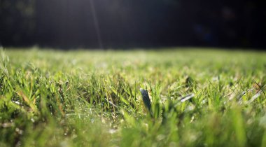 Bahçedeki yeşil çayır çimlerini kapat, arka plan bulanık. 