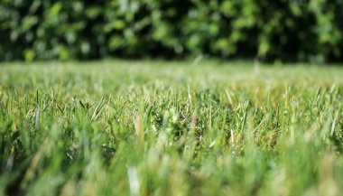 Bahçedeki yeşil çayır çimlerini kapat, arka plan bulanık. 