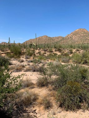 Arizona, ABD 'deki Saguaro Ulusal Parkı' nda büyük bir kaktüs bitkisiyle manzara..